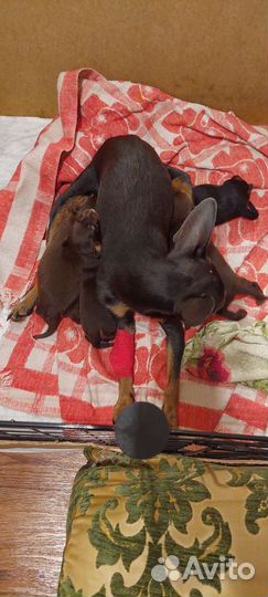 Той-терьер щенки