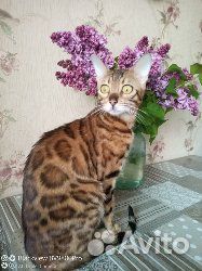 Бенгальская кошка вязка