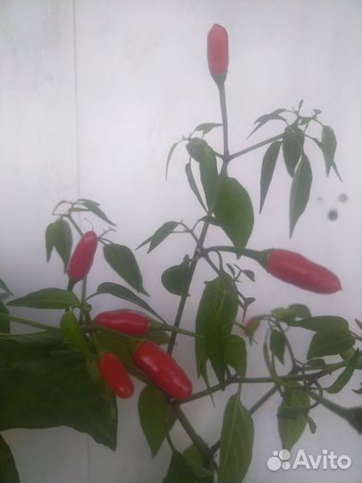 Перец комнатный острый Аладдин