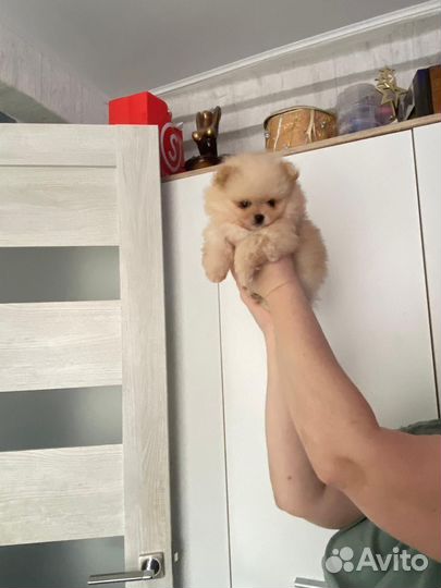 Померанский шпиц