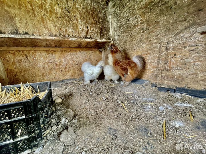 Китайская шелковая