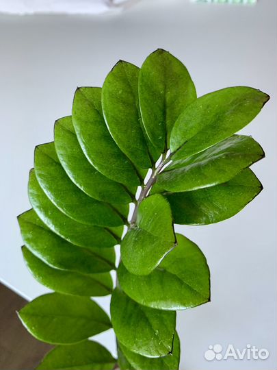 Замиокулькас черный 