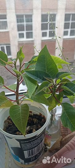 Цветок Спатифиллум,комнатные цветы