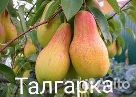 Груша карлик саженцы