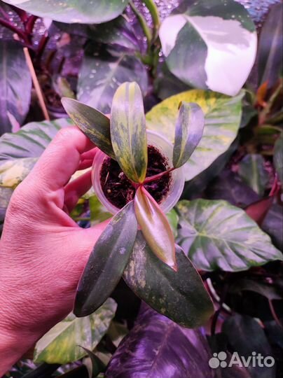 Филодендроны