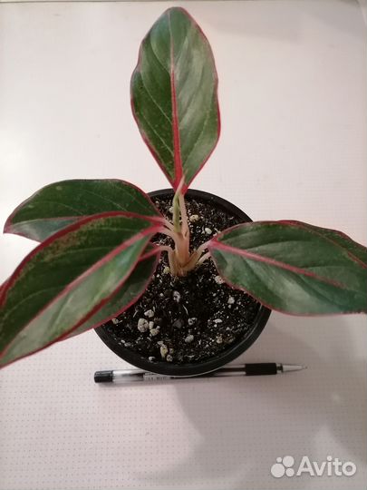 Аглаонема Крит