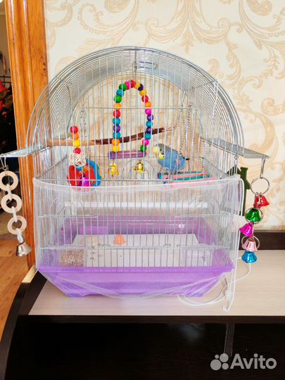 Волнистый попугай ручной выкормыш