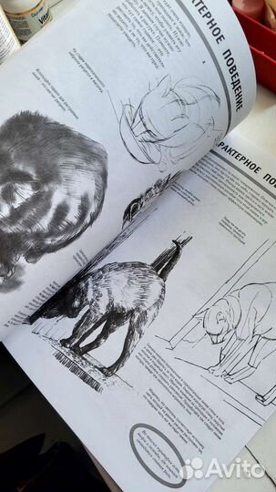 Рисуем животных