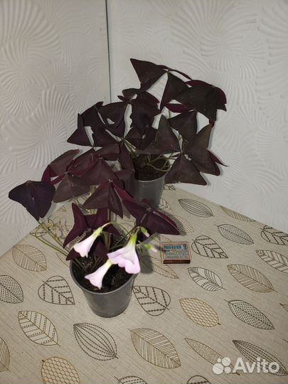 Кислица оксалис