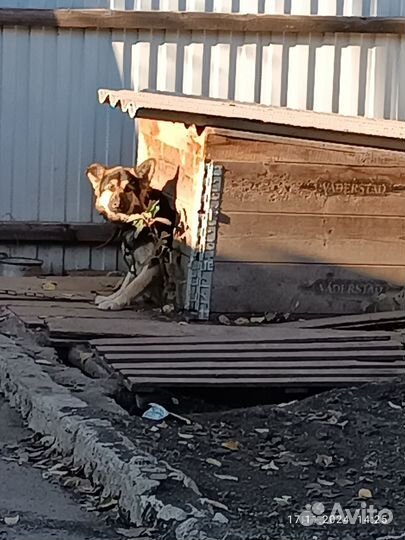 Отдам бесплатно собаку