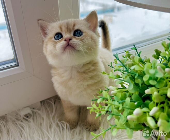 Шотландские котята