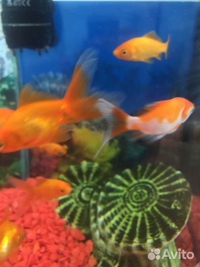 Золотая рыбка, петушок, скалярия, гуппи и другие