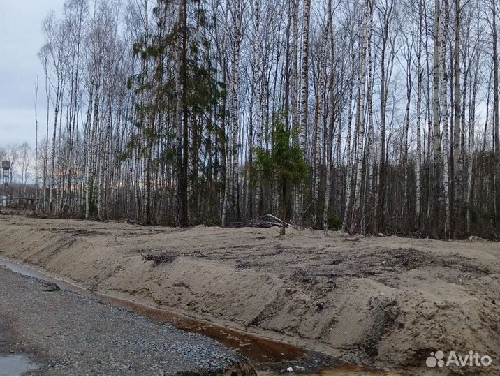 Лес кругляк береза