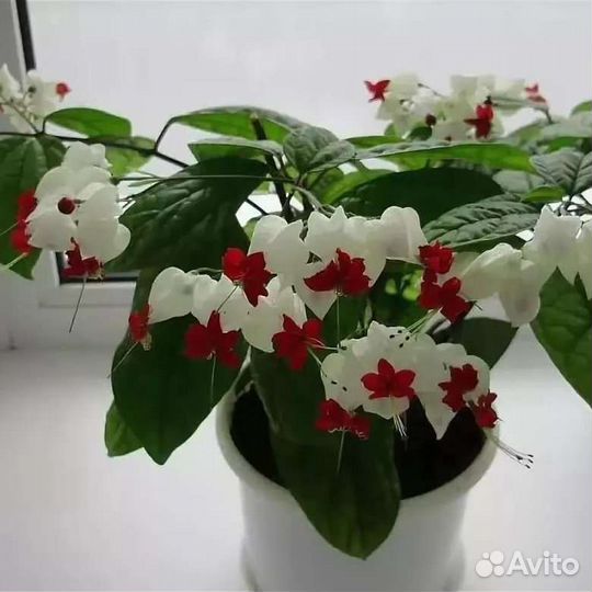 Клеродендрум Томпсона