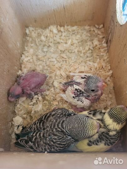 Пара волнистиков с птенцами