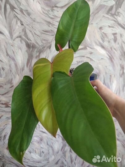 Филодендрон