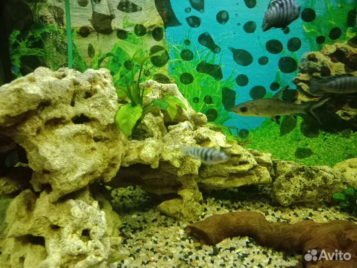 Продам демасони