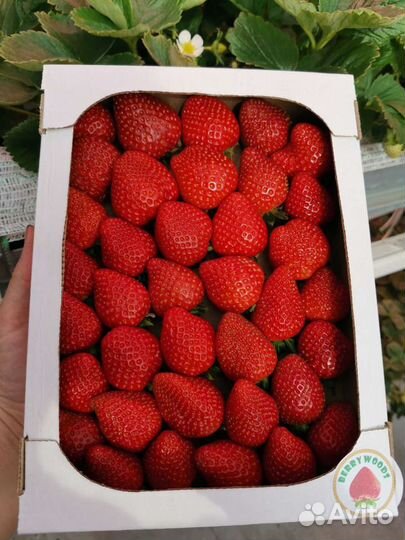 Рассада (саженцы) клубники (земляники садовой)