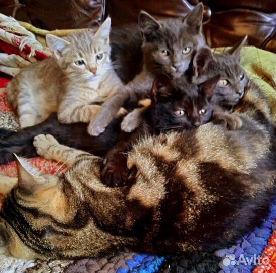 Котята в добрые руки