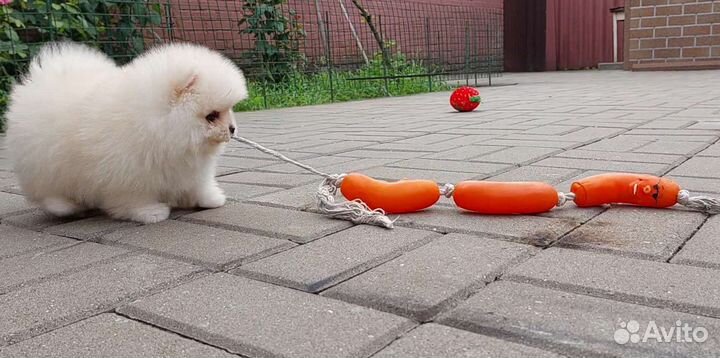 Щенки померанского шпица