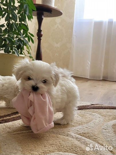 Щенки Мальтийской Болонки