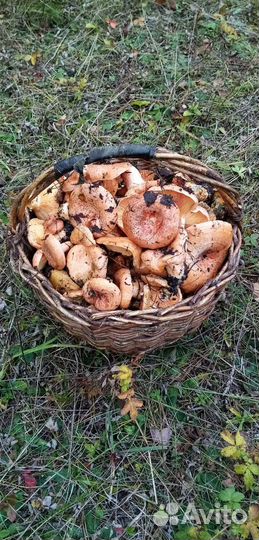 Грибы маринованные