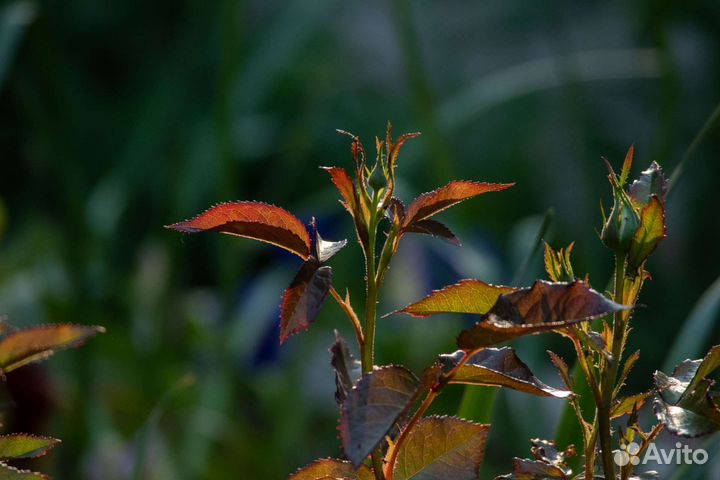 Sigma zoom 100-300mm AF Nikon