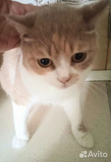 Кошка ищет дом