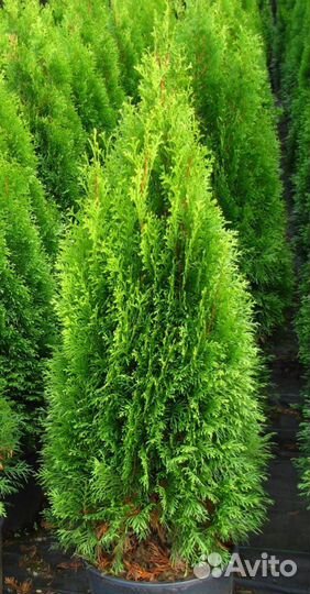 Туя смарагд