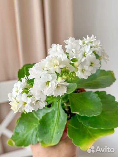 Комнатные растения (хлорофитум,традесканция)