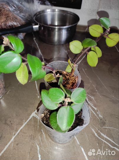 Эсхинантус