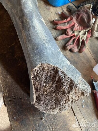 Кость мамонта