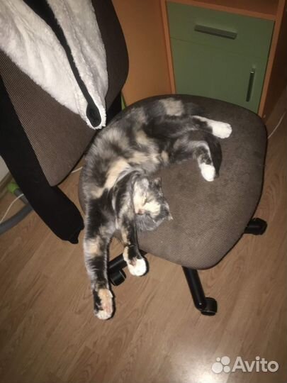 Выгул передержка няня для собак