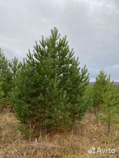 Ель/сосна/береза высшего качества оптом зкс