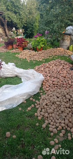 Картофель свой 4 сорта