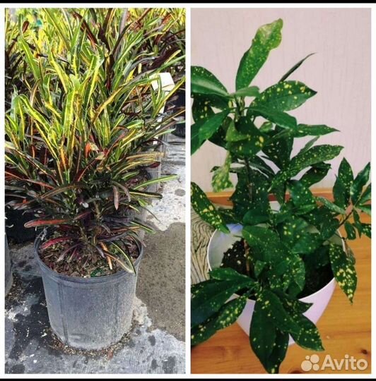 Кодиеум (кротон)