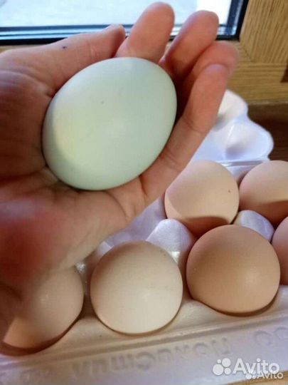 Инкубационный яйцо несушки
