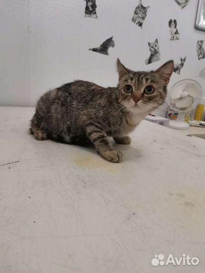 Кошечка в добрые руки