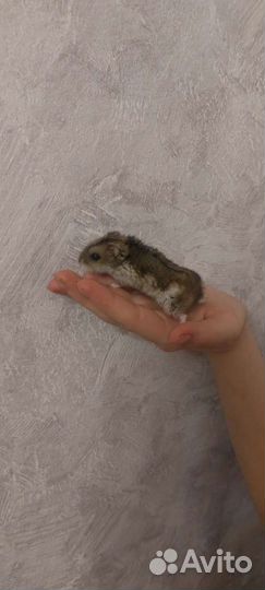 Джунгарский хомяк