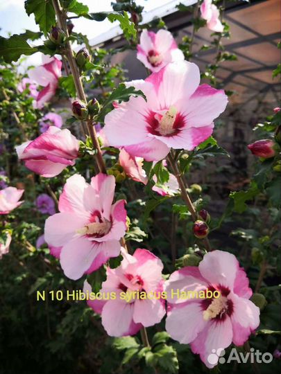 Hibiscus syriacus Hamabo, Purple Pillar