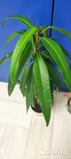 Комнатные растения