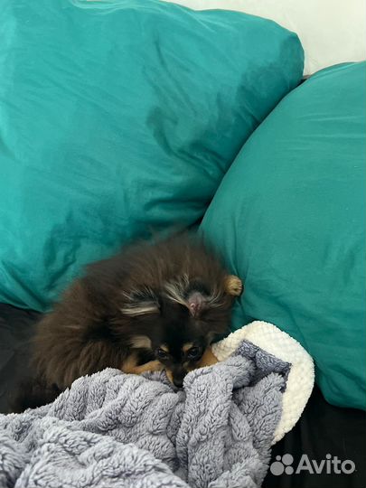 Померанский шпиц