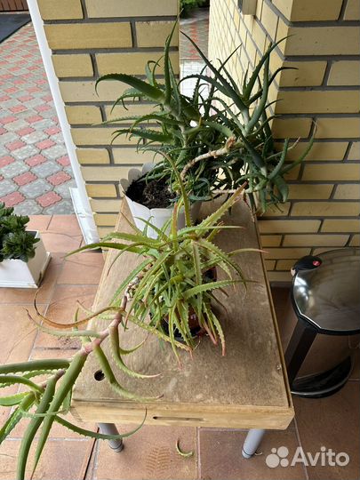 Алоэ лечебный