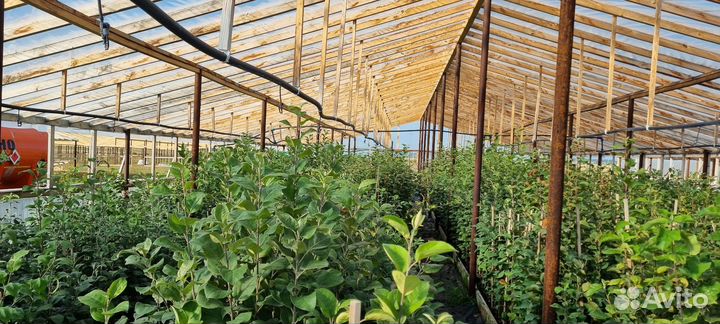 Саженцы плодовых деревьев и кустарников