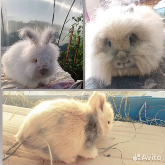 Кролики ангорские