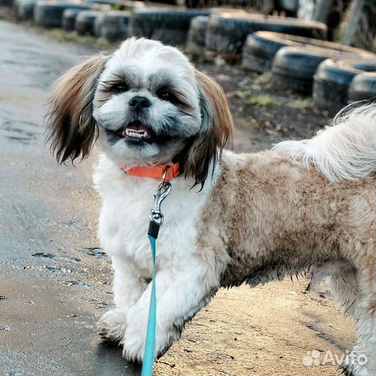 Вязка собак ши-тцу