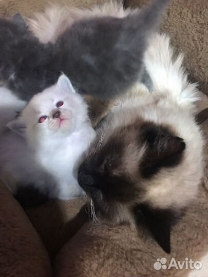 Кошка в добрые руки