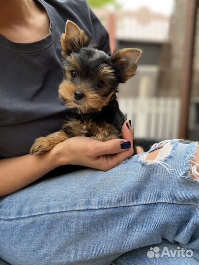Йоркширский терьер девочка