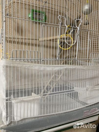 Попугай корелла