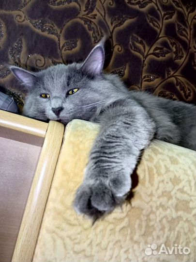 Кот в добрые руки